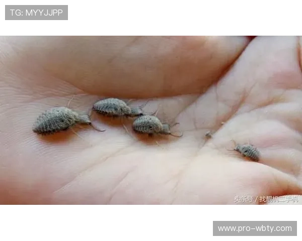 万博手机版max网页版官网入口如何确保账号安全与防止账号被盗的实用技巧